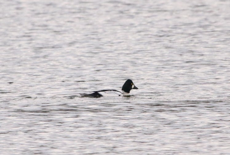 Common Goldeneye 010120 Lake Hamilton Access Area.JPG