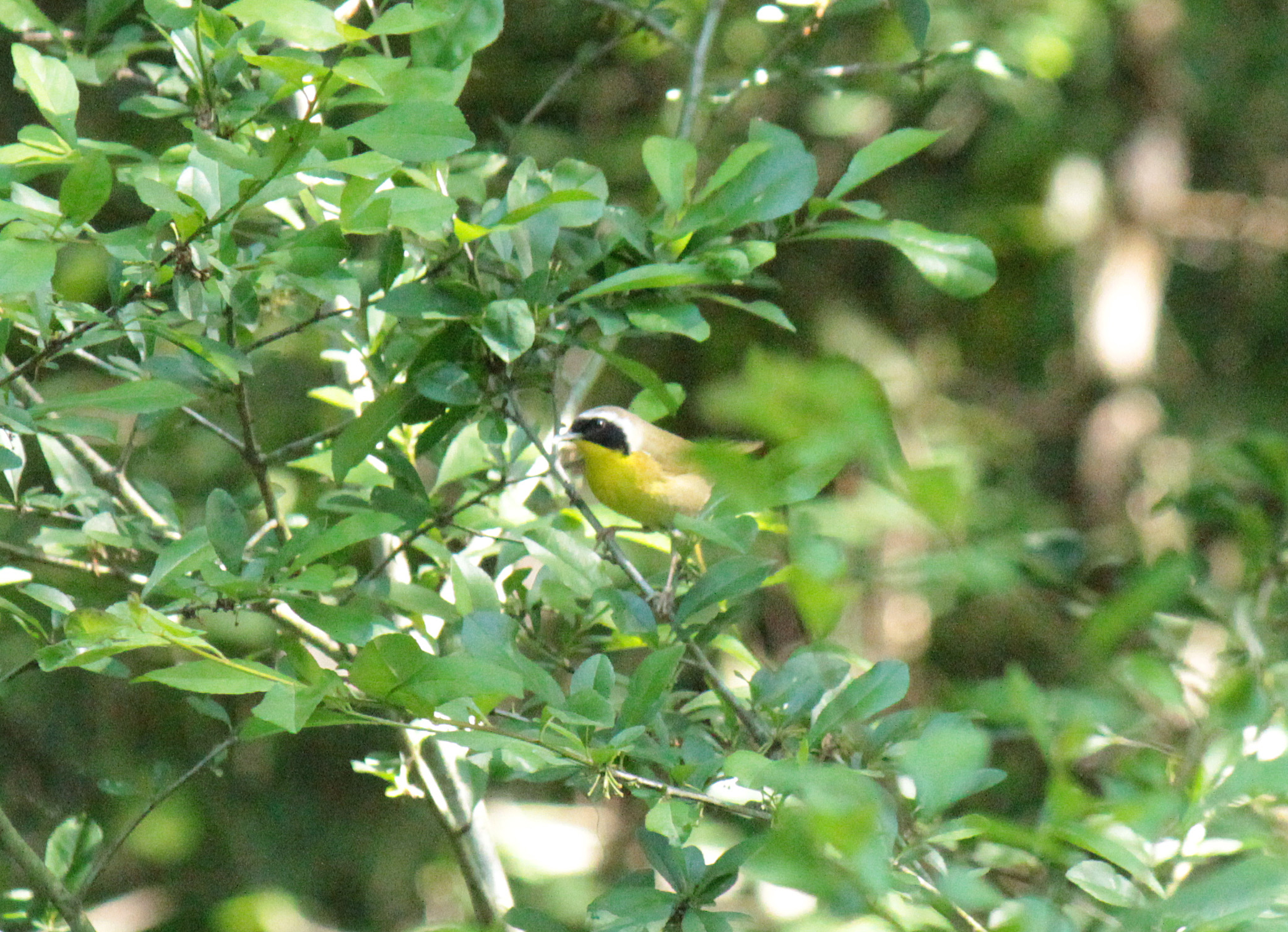 Common Yellowthroat Warbler 050616 Jonesboro