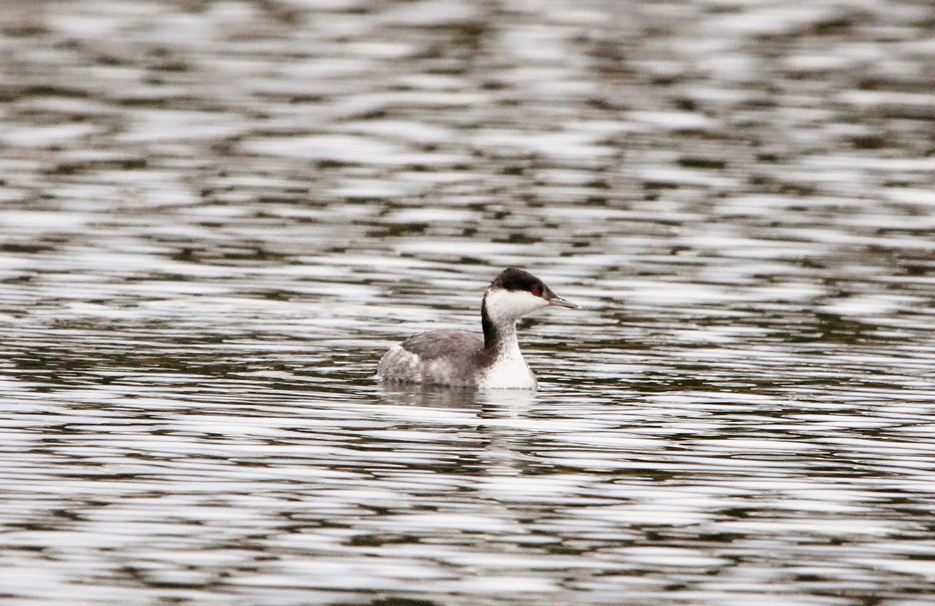 Horned Grebe (nonbreeding) 010120 Lake Hamilton Access Area.JPG