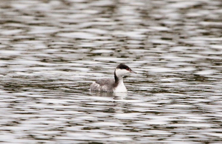 Horned Grebe (nonbreeding) 010120 Lake Hamilton Access Area.JPG