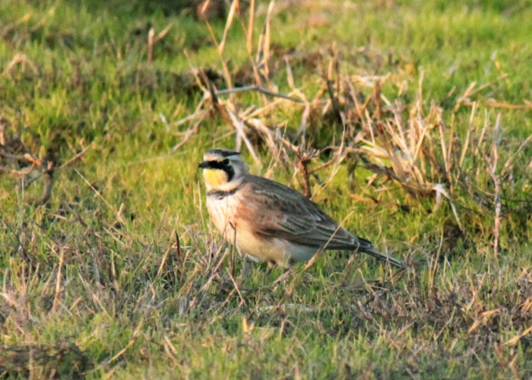 Horned Lark 011416 wynne.jpg