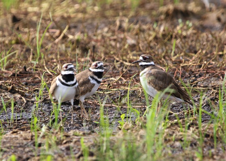 Killdeer 092819AM BKNWR