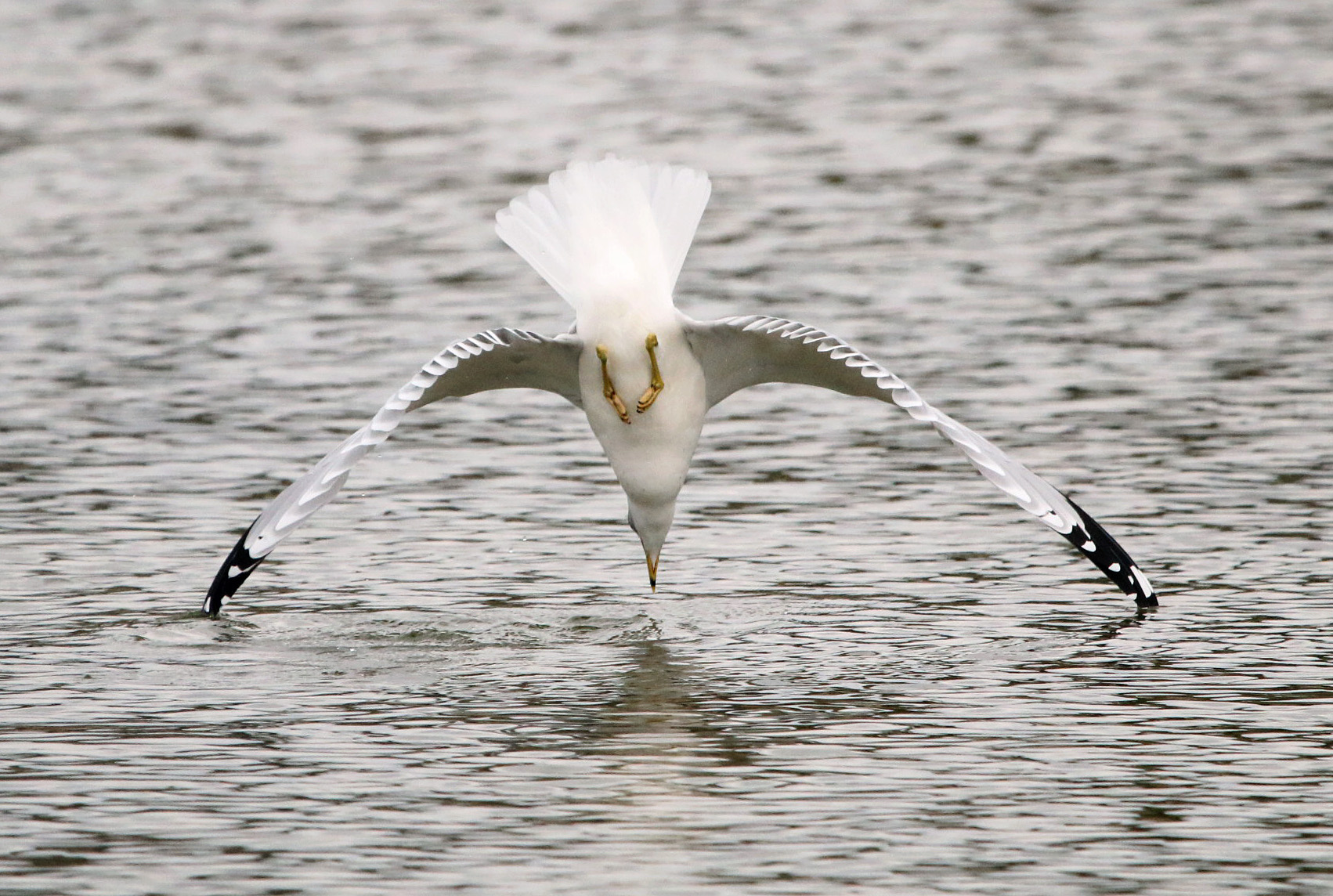 Ring-billed Gull1 010120 Lake Hamilton Access Area.JPG
