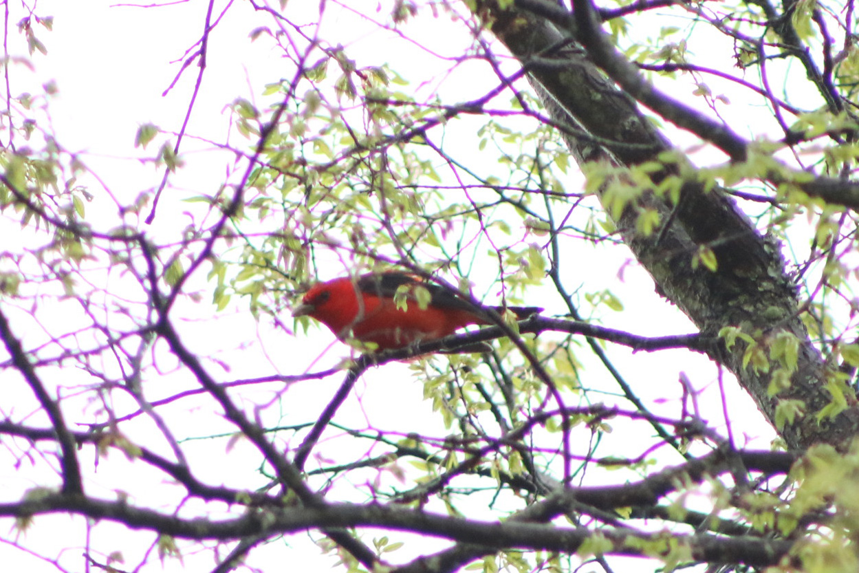 Scarlet Tanager 042118.JPG