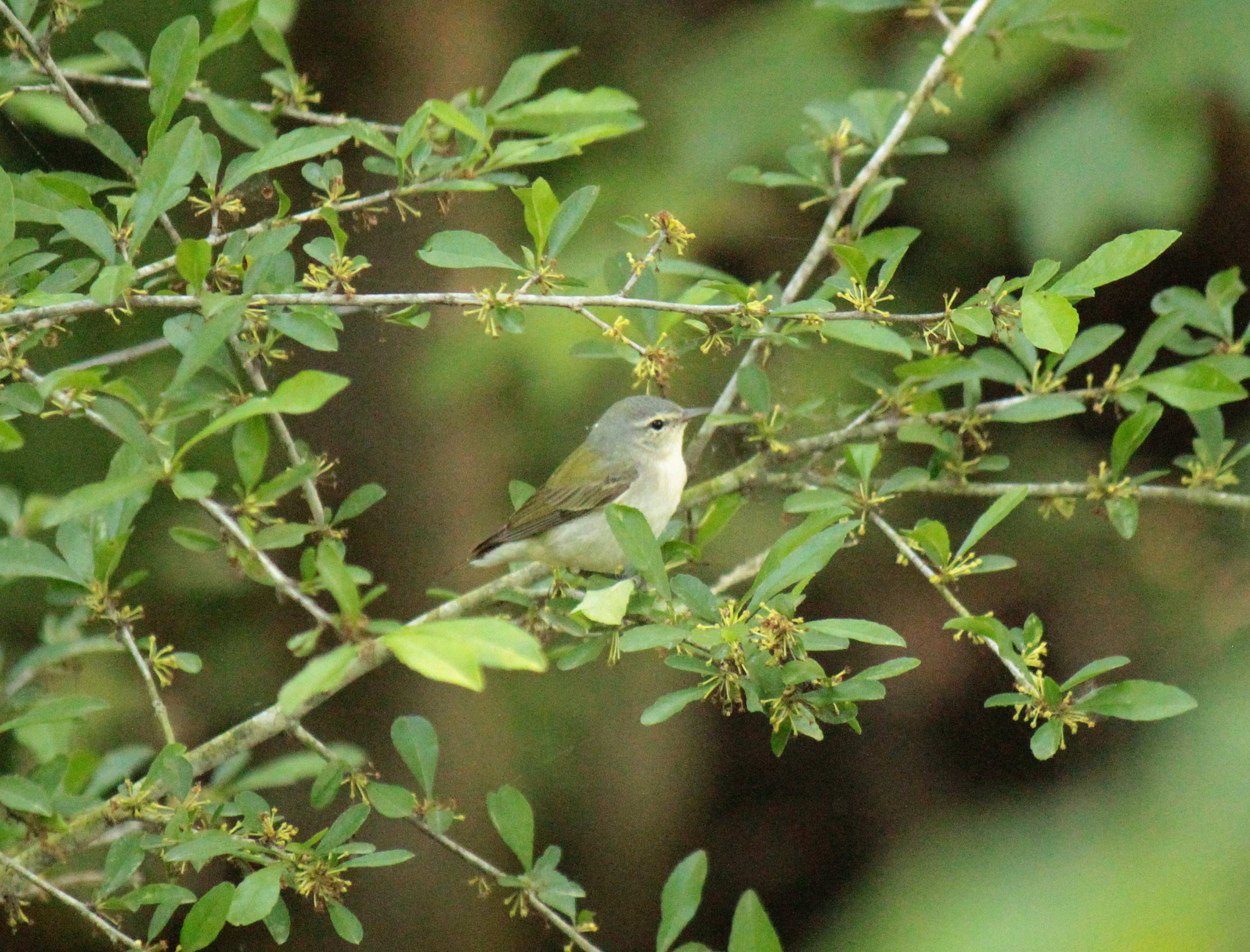 Tennessee Warbler 050616