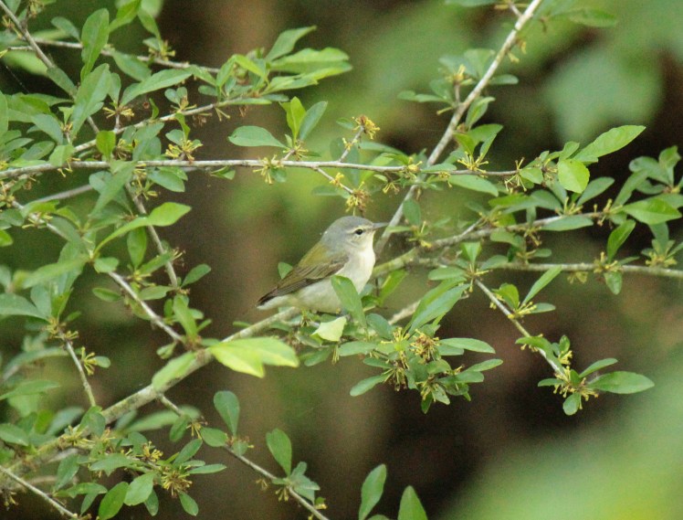 Tennessee Warbler 050616