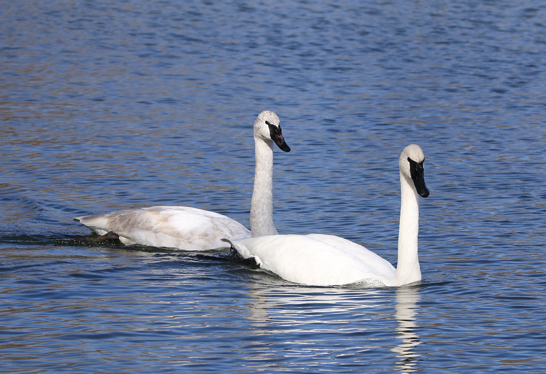 Trumpter Swan4 011920 Magness Lake.JPG