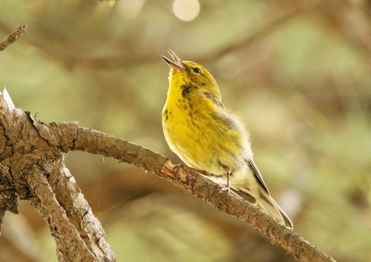 Pine Warbler2 BKNWR 040519.JPG