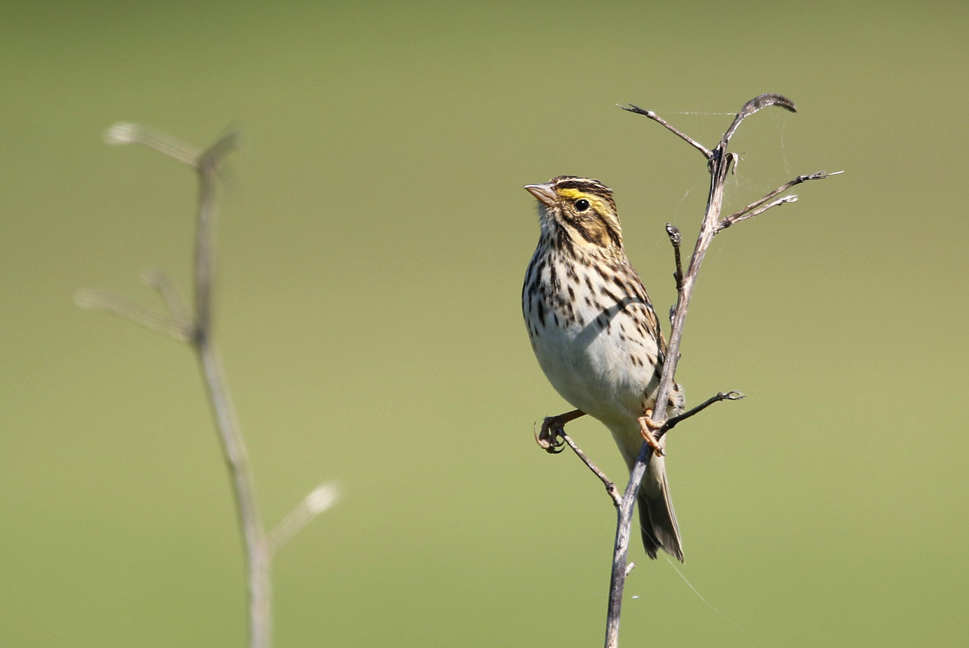 Savannah Sparrow 050519 BKNWR
