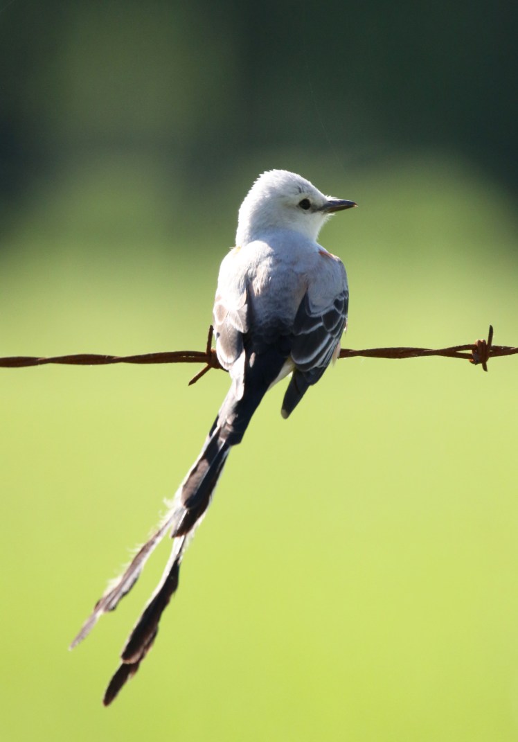 Scissor-tailed Flycatcher 050519 BKNWR