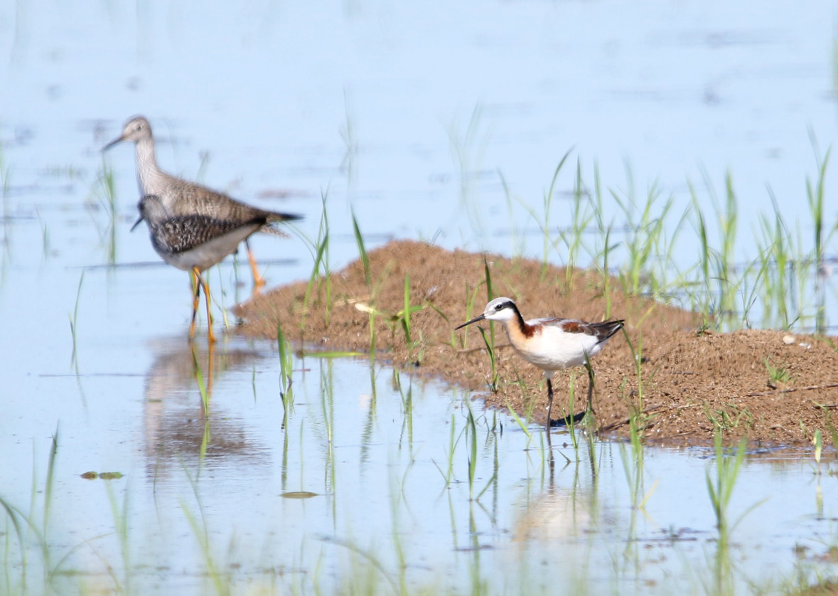 Wilson's Phalarope 050519 BKNWR