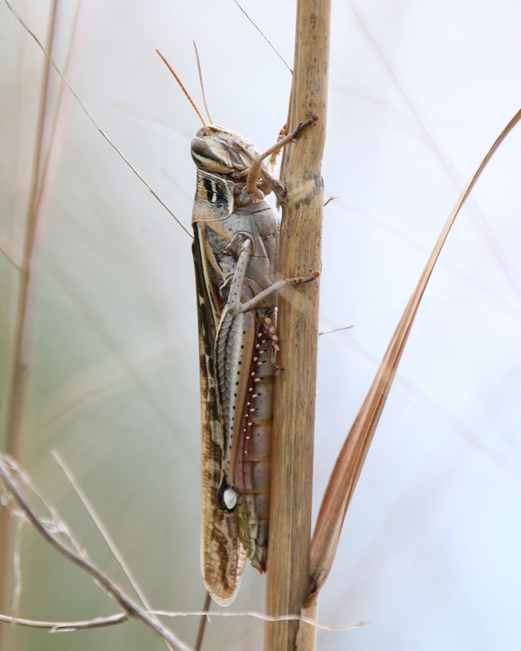 American Bird Grasshopper LR Audubon Center 04122020.JPG