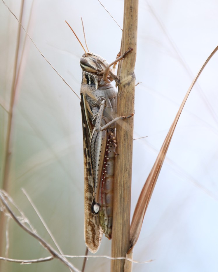 American Bird Grasshopper LR Audubon Center 04122020.JPG