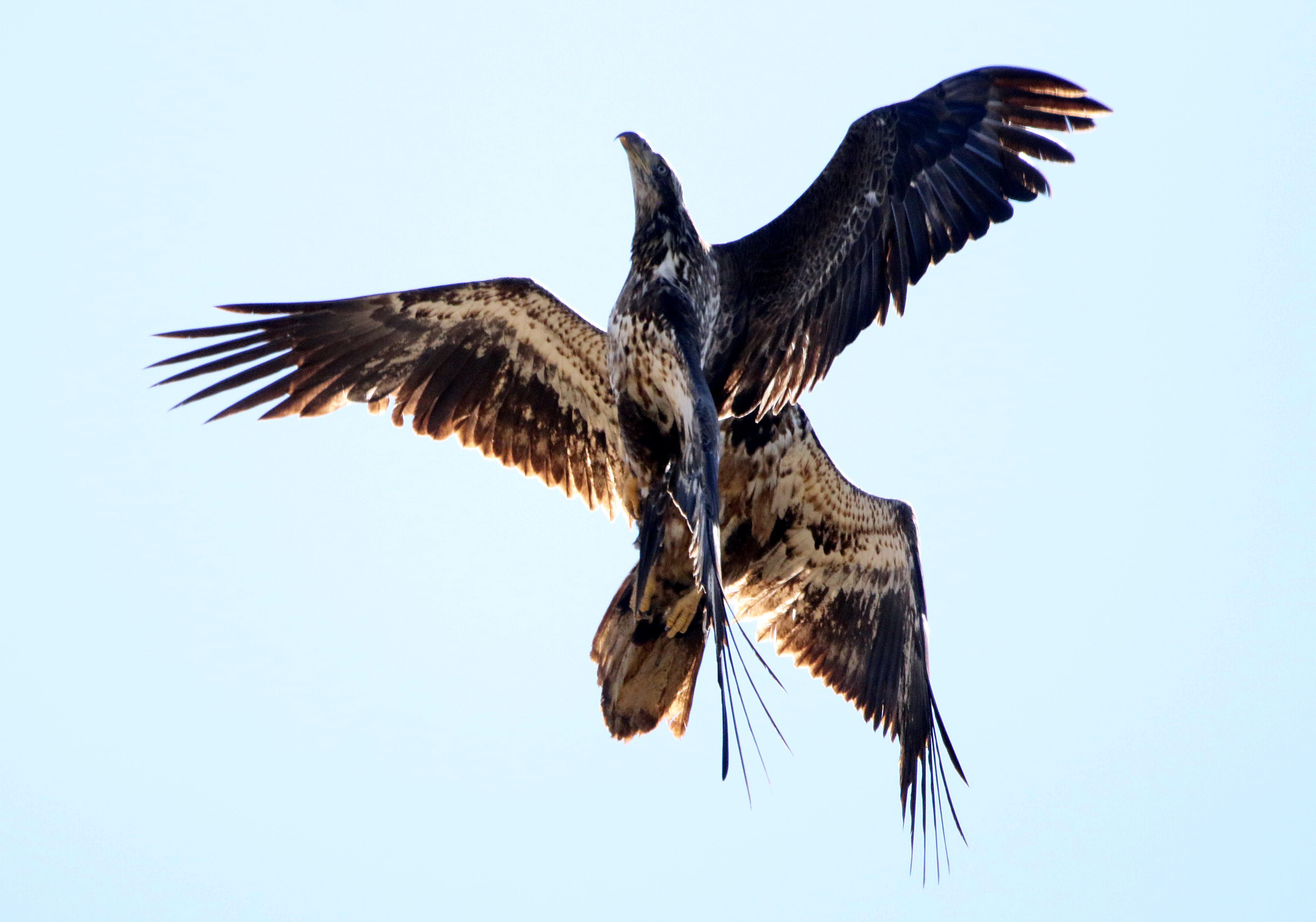 Bald Eagles1 BKNWR 04182020.JPG