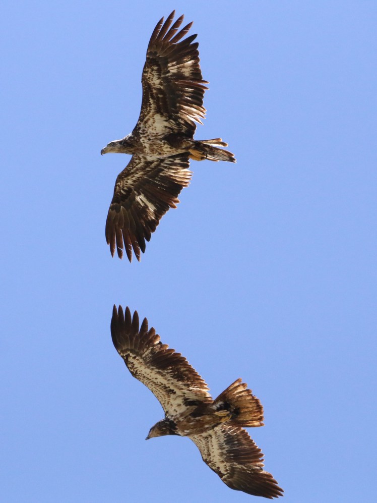 Bald Eagles2 BKNWR 04182020_edited-1