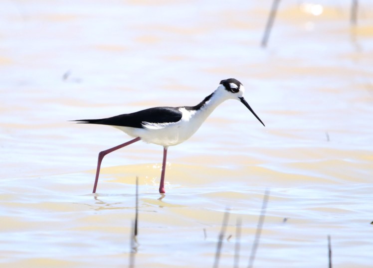 Black-necked Stilt BKNWR 04182020