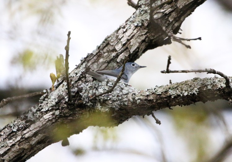 Blue-gray Gnatcatcher on nest Bufflehead Bay 04052020