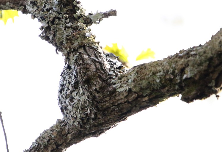 Blue-gray Gnatcatcher on nest2 Bufflehead Bay 04052020