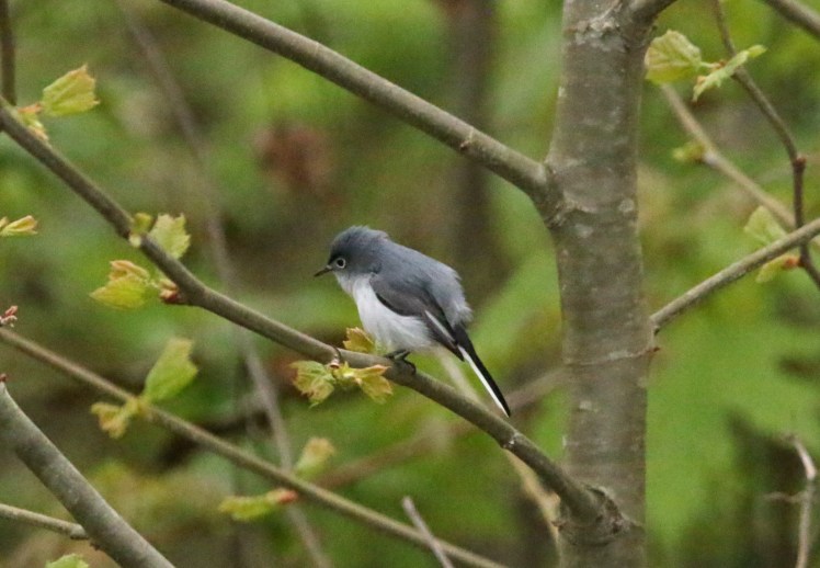 Blue-gray Gnatcatcher1 BKNWR 040420