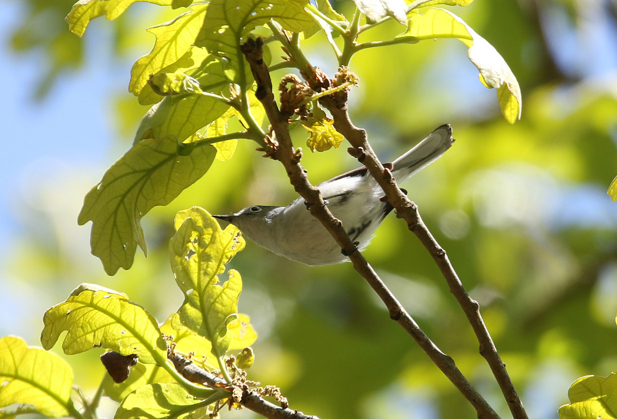 Blue-gray Gnatcatcher2 Bufflehead Bay 04112020.JPG