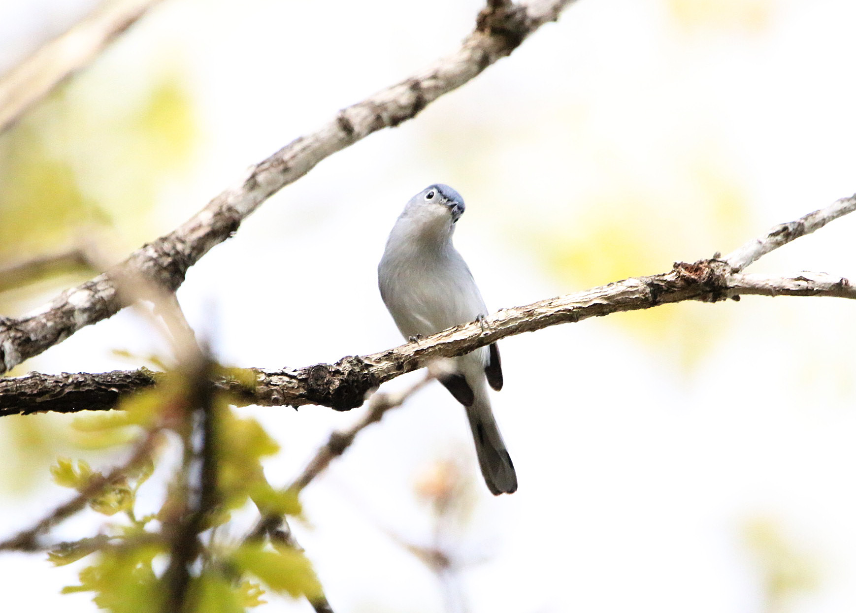 Blue-gray Gnatcatcher4 Bufflehead Bay 04052020