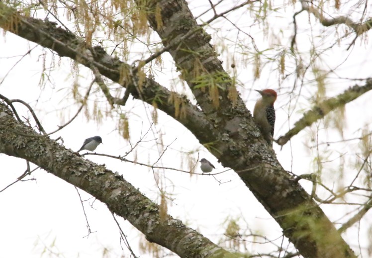 Blue-gray Gnatcatcher5 BKNWR 040220