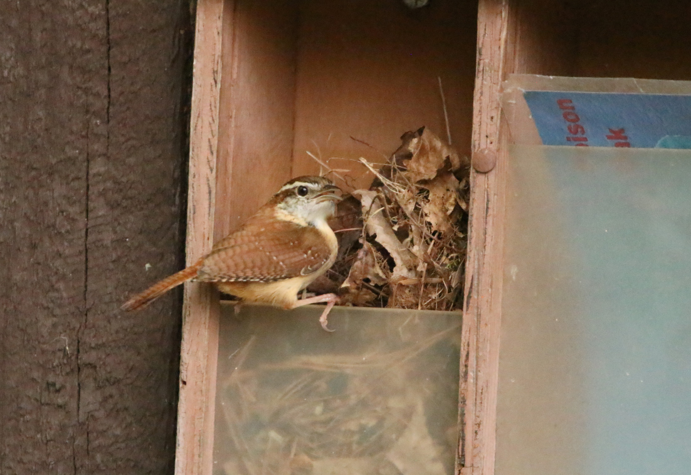 Carolina Wren PMSP 04192020.JPG