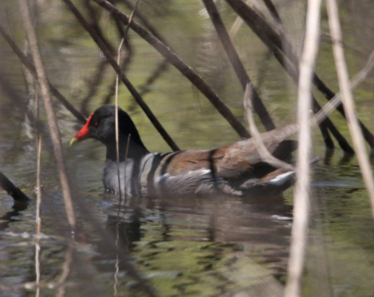 Common Gallinule BKNWR 04182020_edited-1