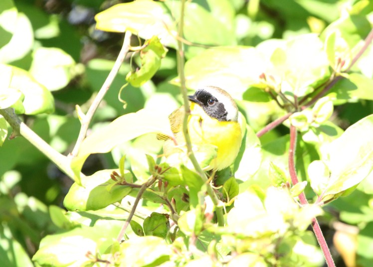 Common Yellowthroat BKNWR 04182020