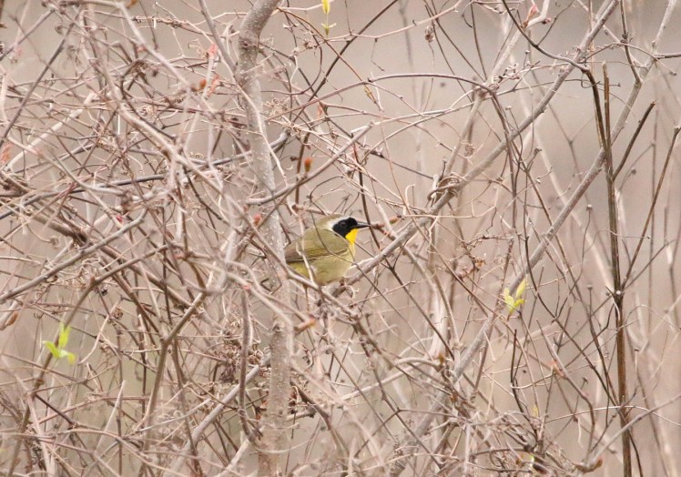 Common Yellowthroat3 BKNWR 040420