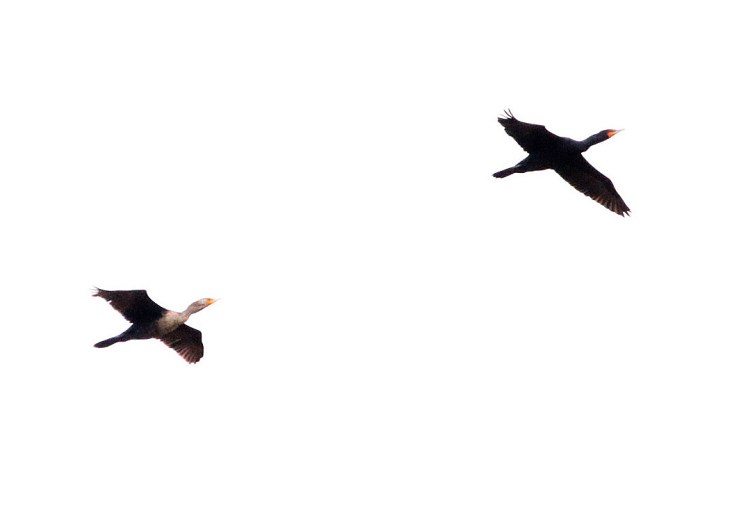 Double-Crested Cormorant BKNWR 040420