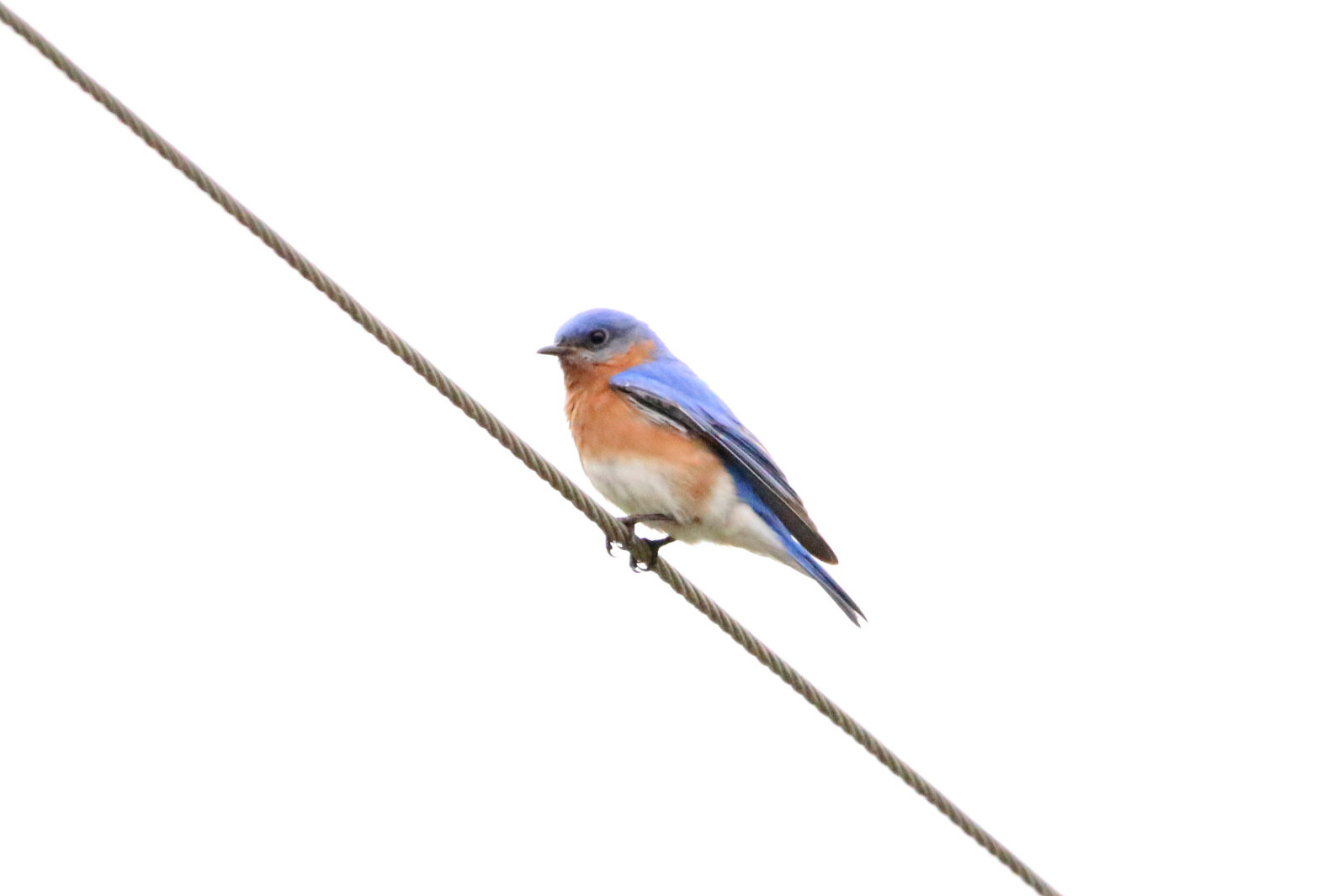 Eastern Bluebird BKNWR 040420