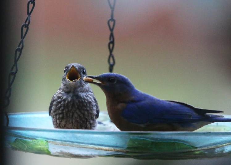 Eastern Bluebird1 BKNWR 04182020.JPG