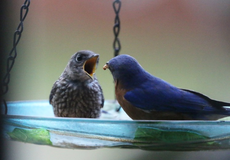Eastern Bluebird2 BKNWR 04182020.JPG