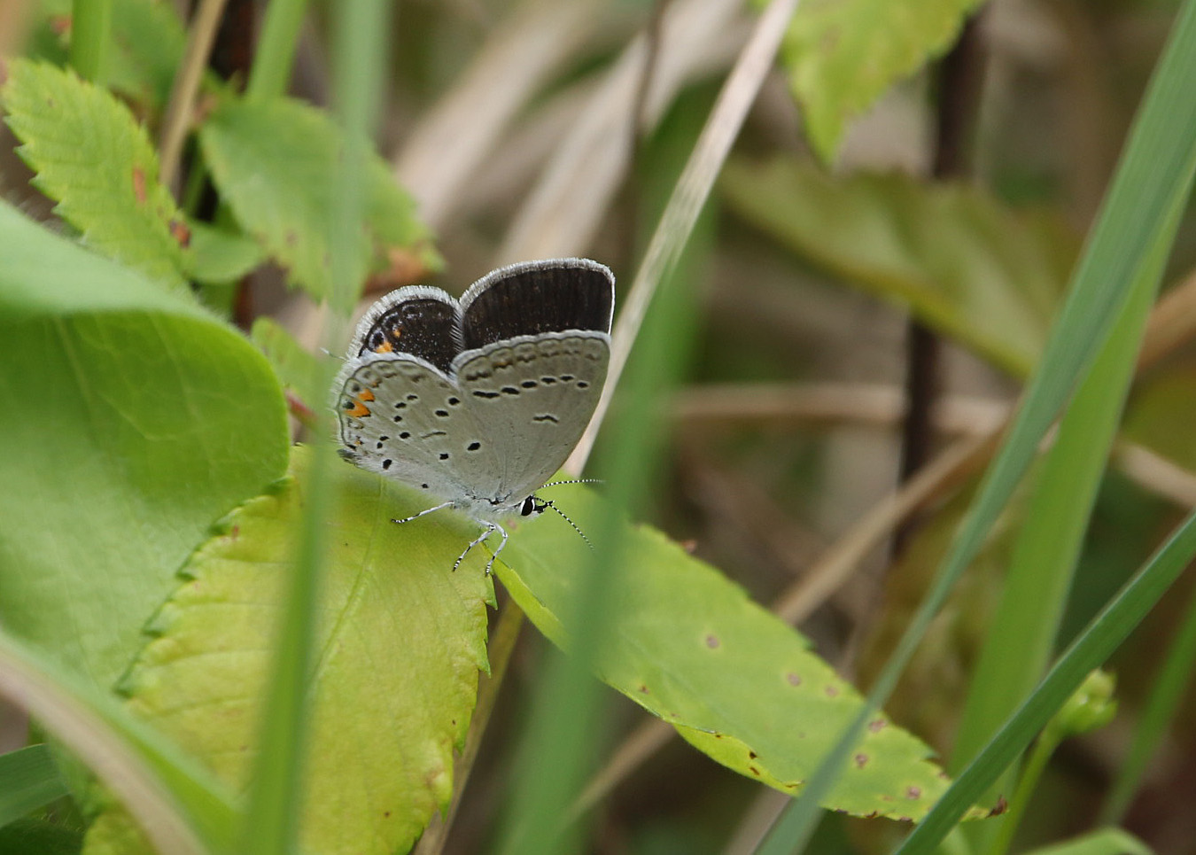 Eastern tailed-blue butterfly LR Audubon Center 04122020