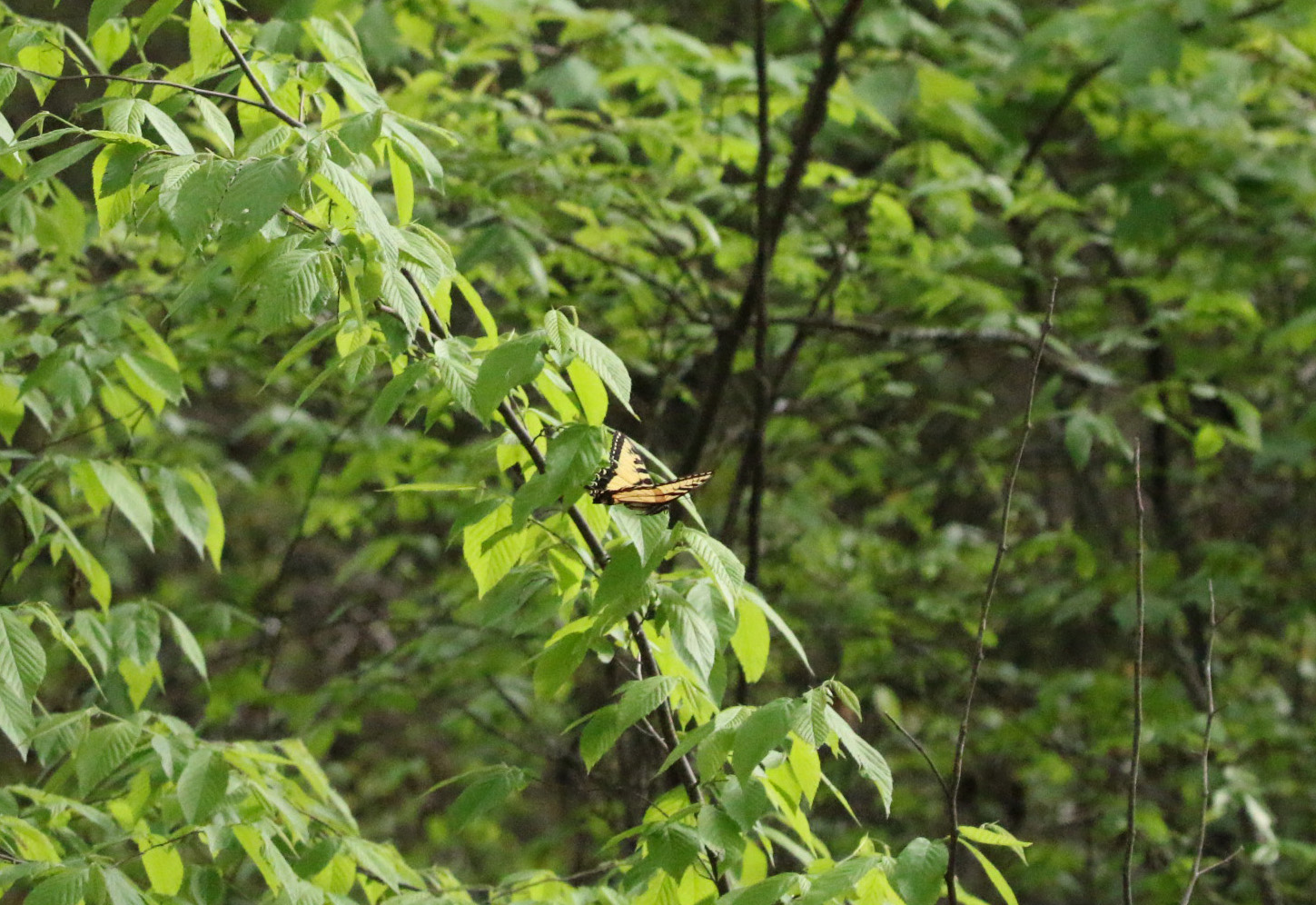 Eastern Tiger Swallowtail Bufflehead Bay 04052020