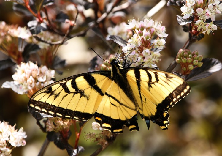 Eastern Tiger Swallowtail Pinnacle Mountain 04112020