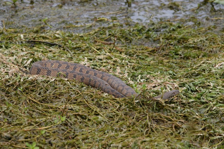 Northern Diamond-backed Watersnake Two Rivers Park 04112020