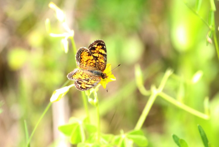 Pearl Crescent butterfly LR Audubon Center 04122020