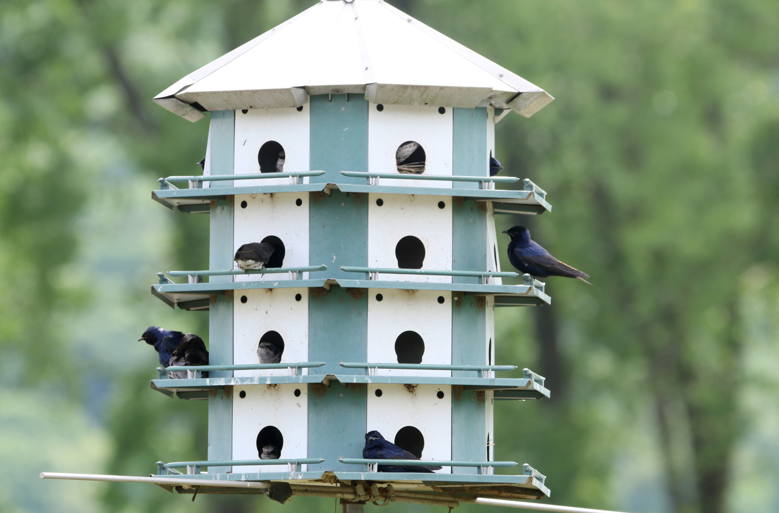 Purple Martin3 Two Rivers Park 04112020
