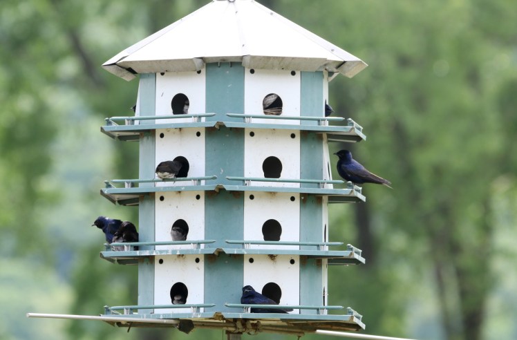 Purple Martin3 Two Rivers Park 04112020