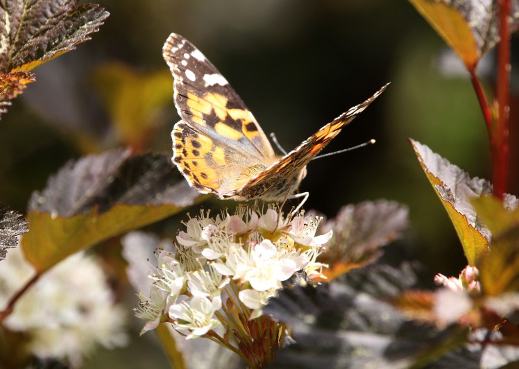Red Admiral butterfly Pinnacle Mountain 04112020