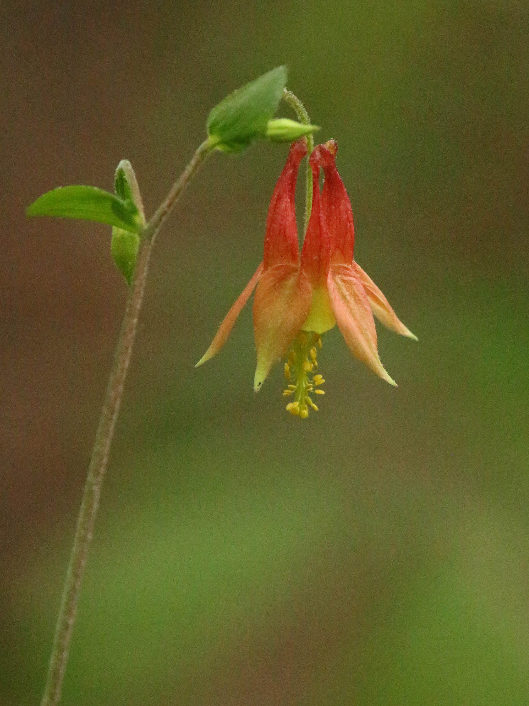 Red Columbine2 PMSP 04192020.JPG