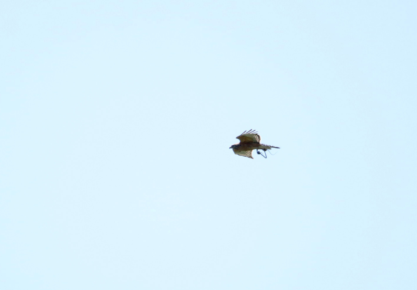 Red-shouldered Hawk2 BKNWR 04182020_edited-1