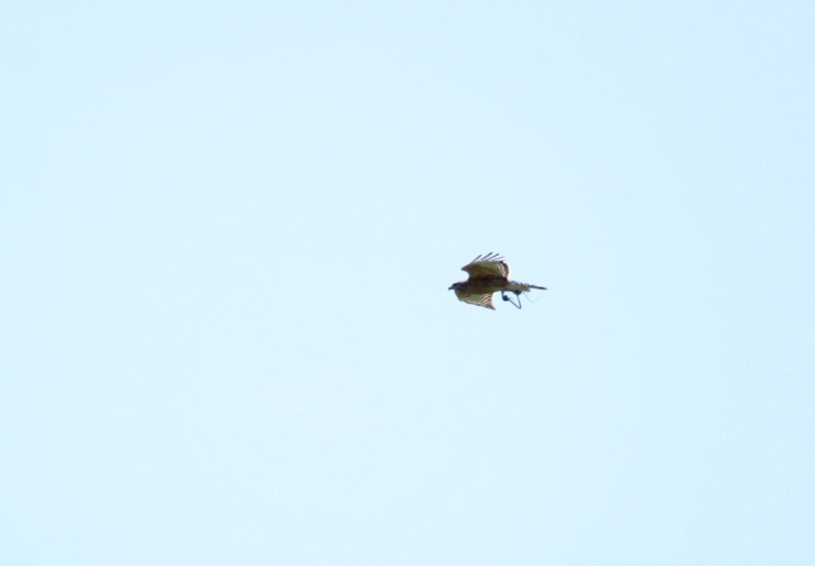 Red-shouldered Hawk2 BKNWR 04182020_edited-1