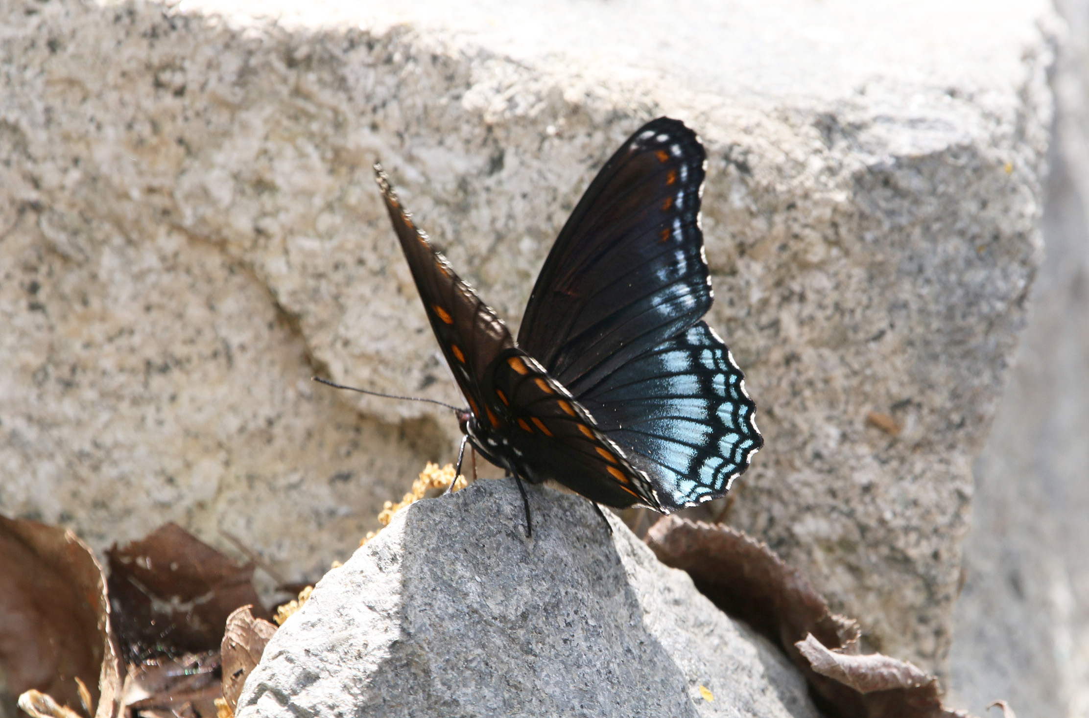 Red-spotted Purple Admiral Butterfly Bufflehead Bay 04112020