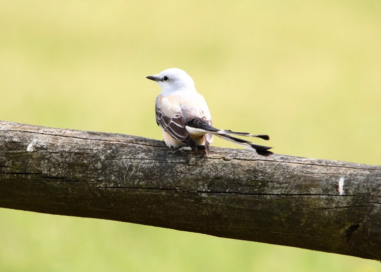 Scissortail Flycatcher Two Rivers Park 04112020