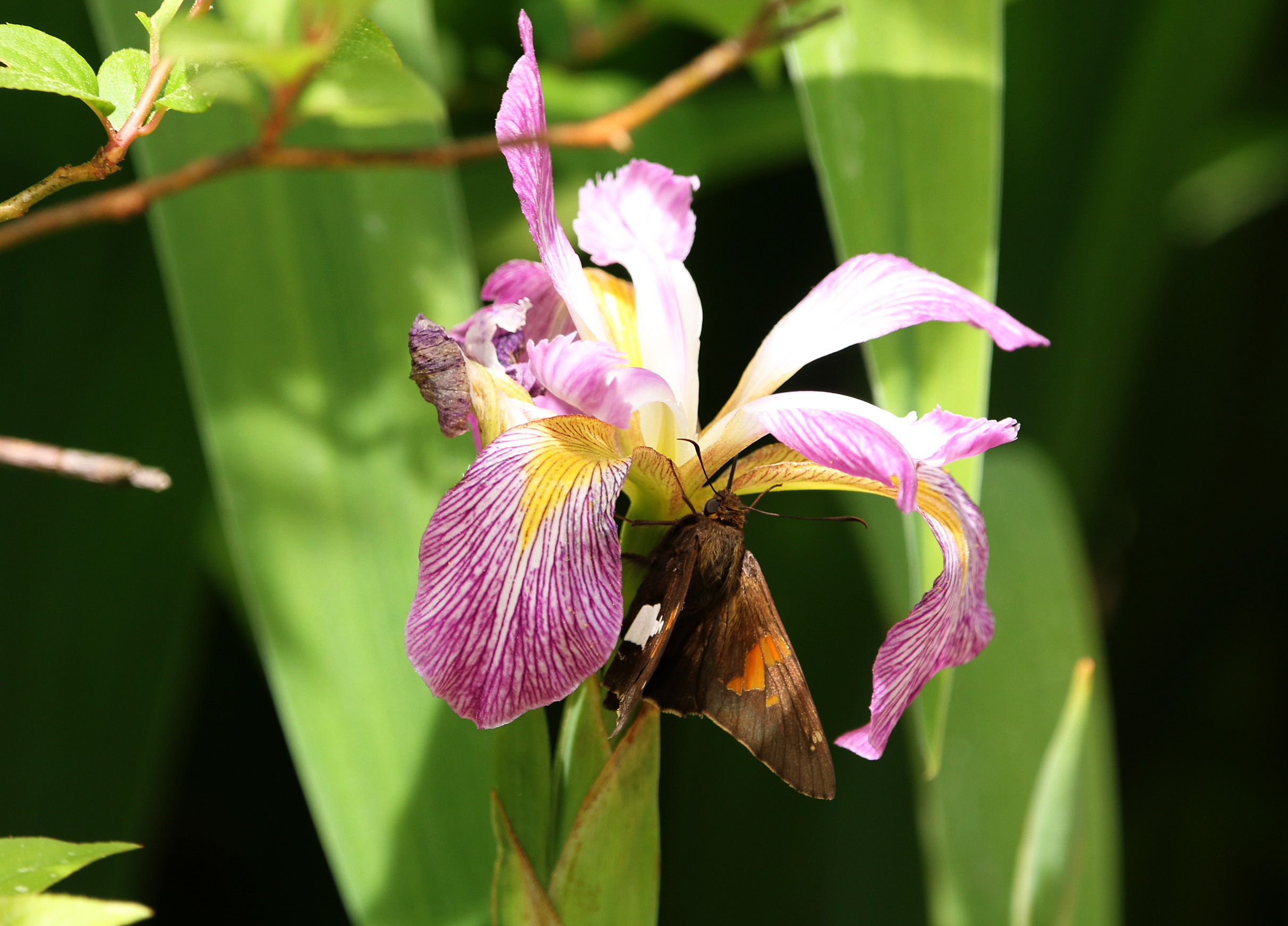 Silver-spotted Skipper1 Pinnacle Mountain 04112020