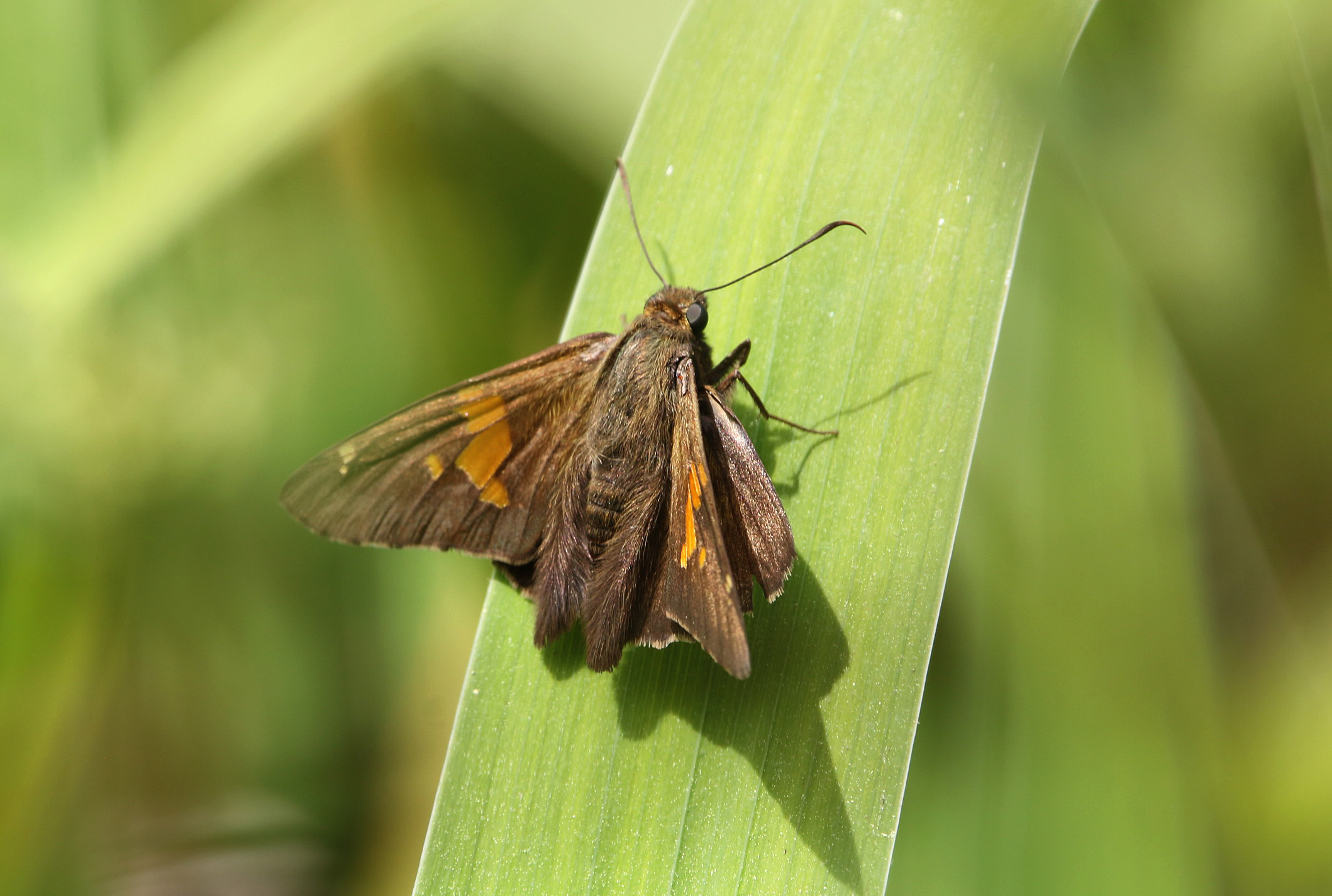 Silver-spotted Skipper2 Pinnacle Mountain 04112020