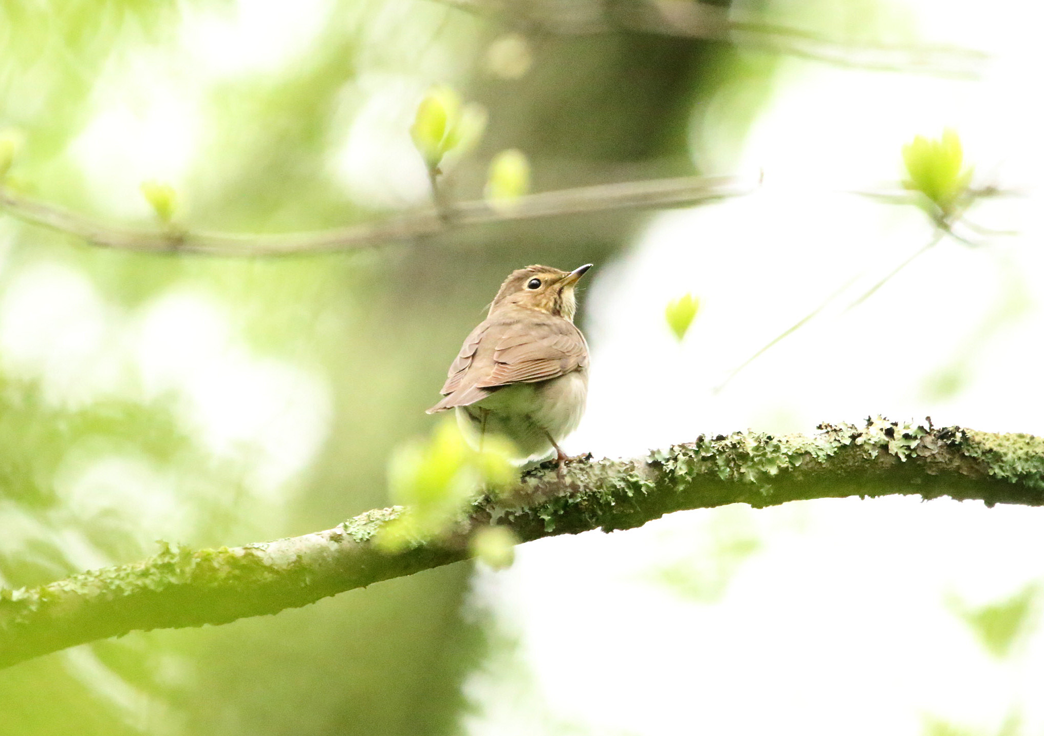 Swainson Thrush2 PMSP 04192020.JPG
